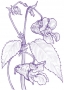 Balsam