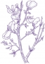 Broom