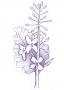 Cabbage