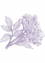 Elder