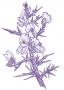 Gorse