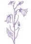 Harebell