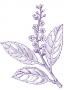 Laurel