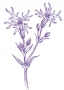 Ragged Robin