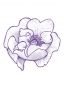 Rose Alba
