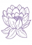 Rose Water Lily