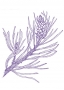 Scots Pine