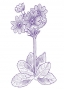 Scottish Primrose