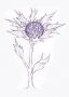 Sea Holly