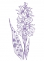 Spotted Orchid