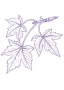 Sycamore