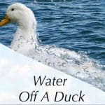 Water off a Duck