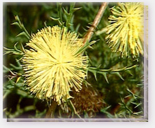 Many Headed Dryandra Flower Essence
