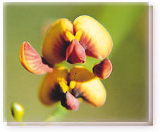 Orange Spiked Pea Flower Essence