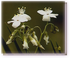 Pale Sundew Flower Essence