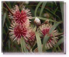 Pin Cushion Hakea Flower Essence