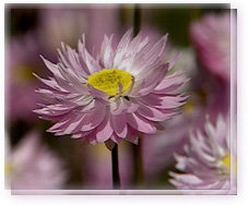 Pink Everlasting Flower Essence