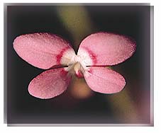 Pink Fountain Triggerplant Flower Essence