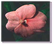Pink Impatiens Flower Essence
