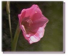 Pink Trumpet Flower Flower Essence