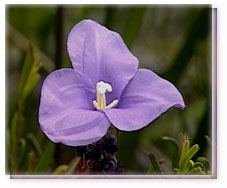 Purple Flag Flower Flower Essence