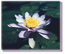 Purple Nymph Waterlily Flower Essence
