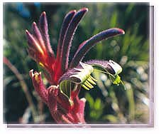 Purple & Red Kangaroo Paw Flower Essence