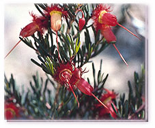 Red Feather Flower Flower Essence