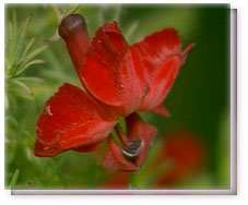 Red Leschenaultia Flower Essence
