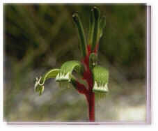Red & Green Kangaroo Paw Flower Essence