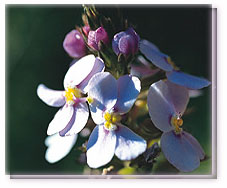 Reed Triggerplant Flower Essence