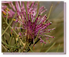 Rose Coneflower Flower Essence