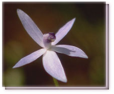 Shy Blue Orchid Flower Essence