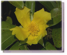 Snakevine Flower Essence