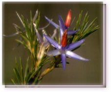 Star of Bethlehem (Australian) Flower Essence