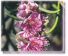 Swan River Myrtle  Flower Essence