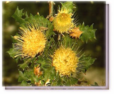 Urchin Dryandra Flower Essence