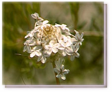 Ursinia Flower Essence