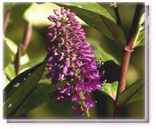 Veronica Flower Essence