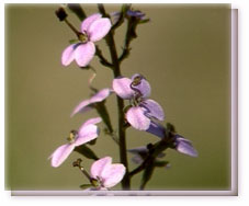 Violet Butterfly Flower Essence