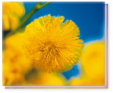Wattle Flower Essence