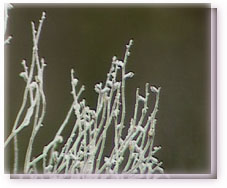 West Australian Smokebush Flower Essence