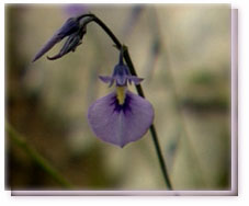 Wild Violet Flower Essence