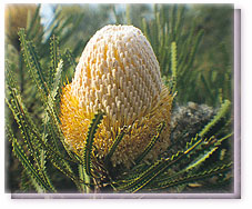 Woolly Banksia Flower Essence