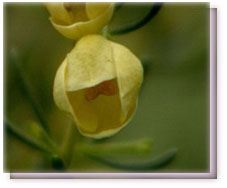 Yellow Boronia Flower Essence