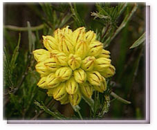 Yellow Coneflower Flower Essence