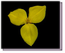 Yellow Flag Flower Flower Essence