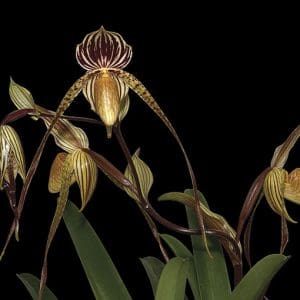 Rising to the Call of Beauty