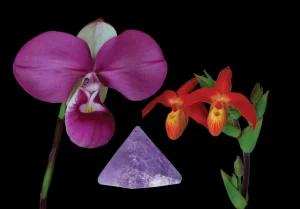 Vital Clarity Combination Essence