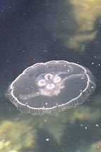 Jellyfish